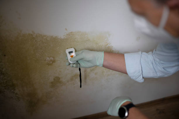 Best Black Mold Removal  in Elm Creek, NE