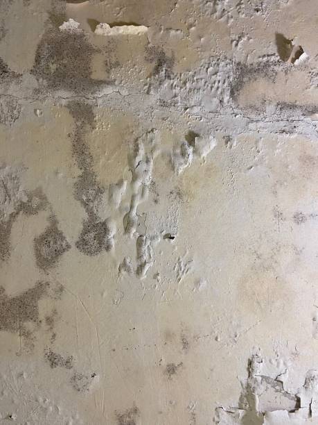 Elm Creek, NE Mold Removal Company