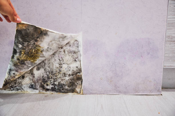 Best Home Mold Removal  in Elm Creek, NE